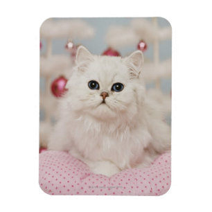 Persian cat sitting on pink pillow magnet