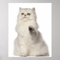 Persian cat sitting