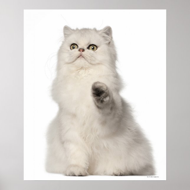 Persian cat sitting poster (Front)