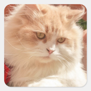Persian Cat Square Sticker