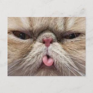 Persian Cat Sticking Tongue Out Postcard