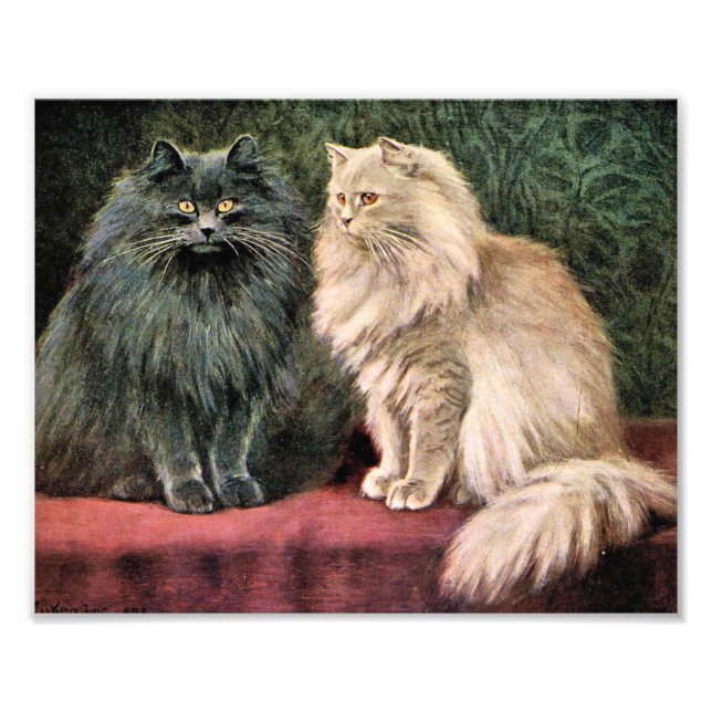 Persian Cats - Blue and Cream Photo Print (Front)