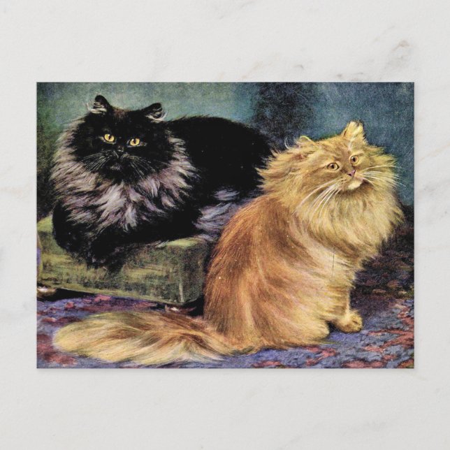 Persian Cats, Smoke and Orange Postcard (Front)
