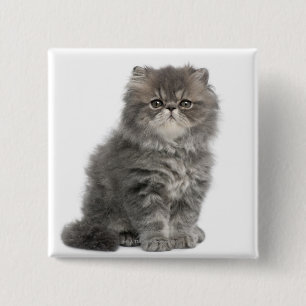 Persian Kitten (2 months old) sitting 15 Cm Square Badge