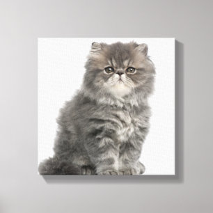 Persian Kitten (2 months old) sitting Canvas Print