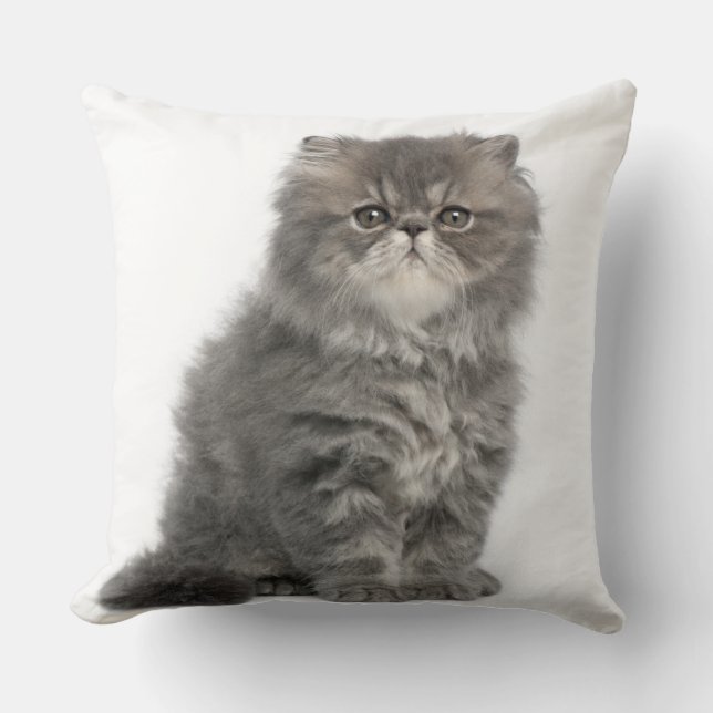 Persian Kitten (2 months old) sitting Cushion (Front)