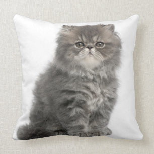 Persian Kitten (2 months old) sitting Cushion