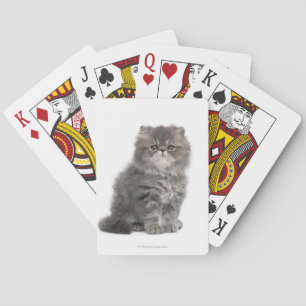 Persian Kitten (2 months old) sitting Playing Cards
