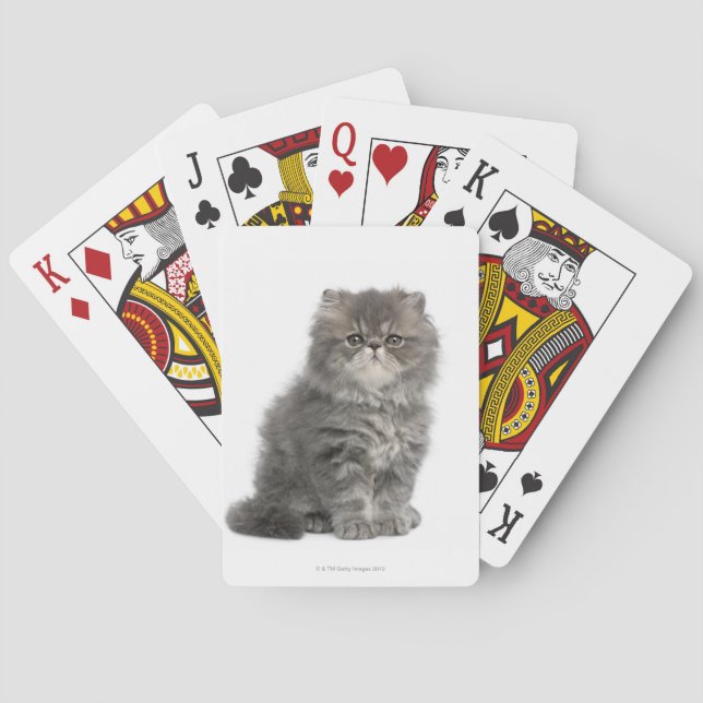 Persian Kitten (2 months old) sitting Playing Cards (Back)