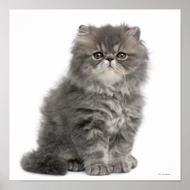 Persian Kitten (2 months old) sitting Poster (Front)