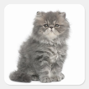 Persian Kitten (2 months old) sitting Square Sticker
