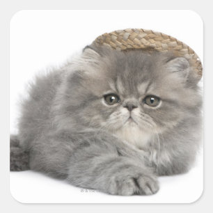 Persian Kitten (2 months old) wearing a straw Square Sticker