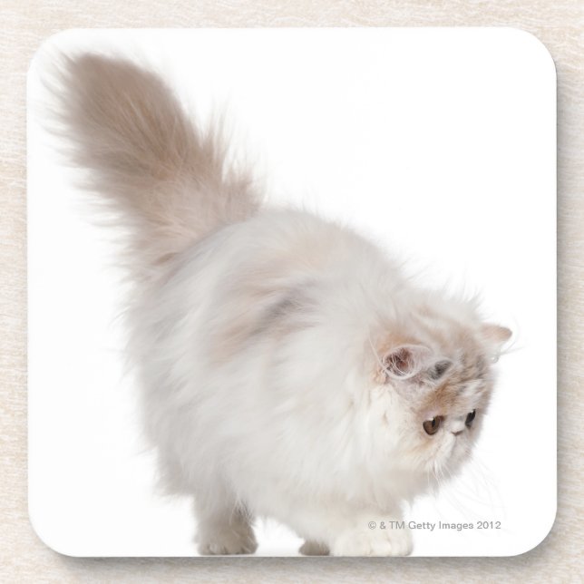Persian kitten (3 months old) coaster (Front)