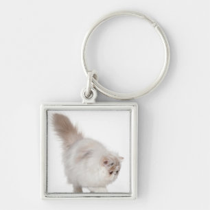 Persian kitten (3 months old) key ring