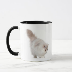Persian kitten (3 months old) mug
