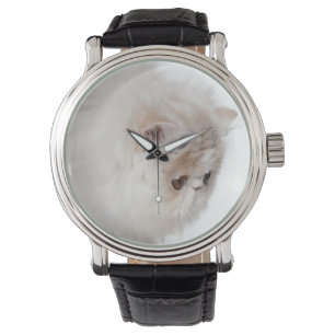 Persian kitten (3 months old) watch