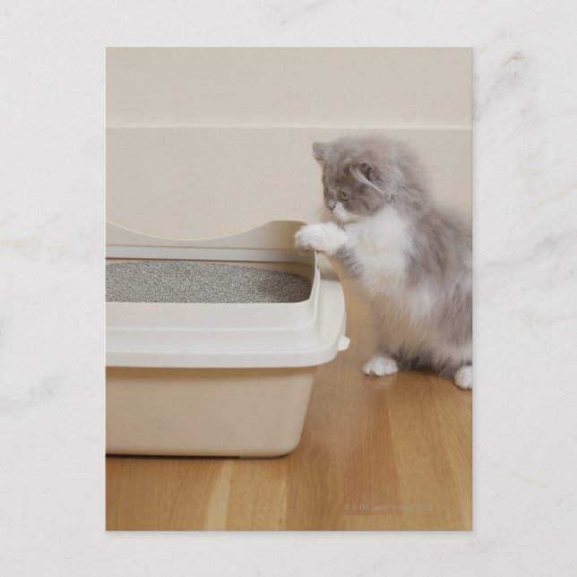 Persian Kitten looking at litter box Postcard (Front)