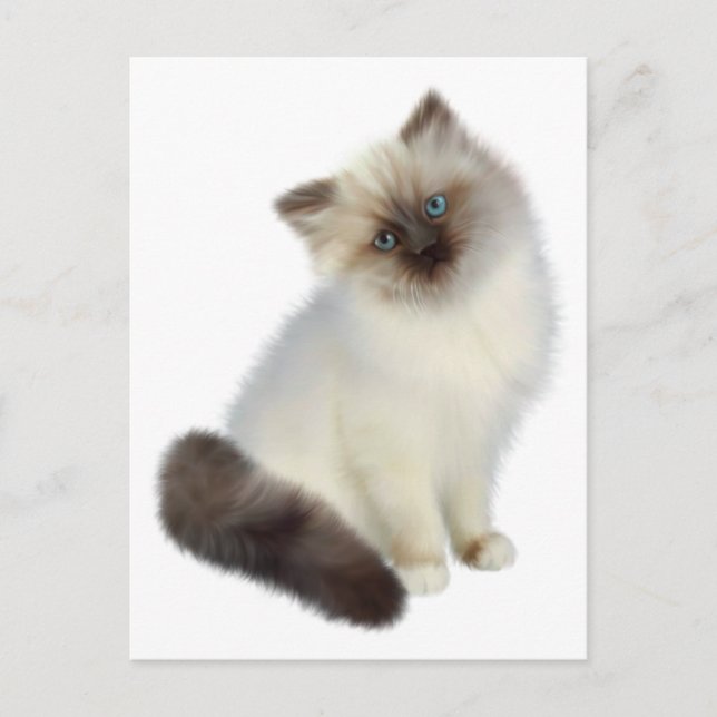 Persian Kitten Postcard (Front)