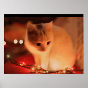 Persian Kitten Poster -  Soft Fur & Big Eyes - Buy
