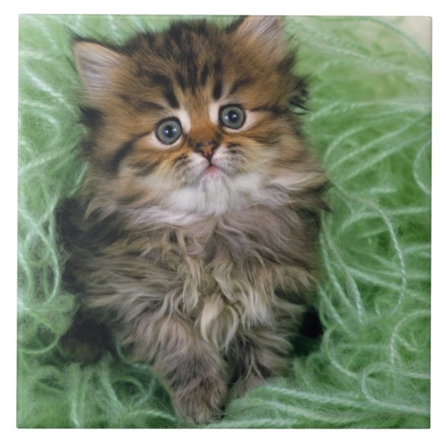 Persian Kitten Tile (Front)