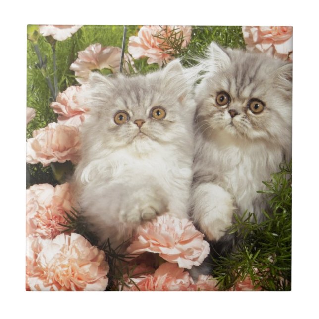 Persian Kittens Play in Pink Flowers Ceramic Tile (Front)