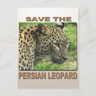 Persian Leopard Postcard
