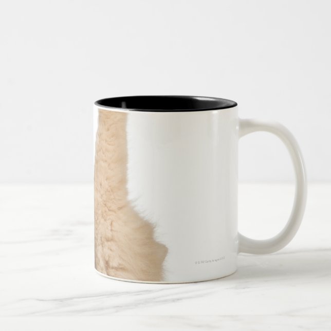 Persian playing (3 years old) Two-Tone coffee mug (Right)