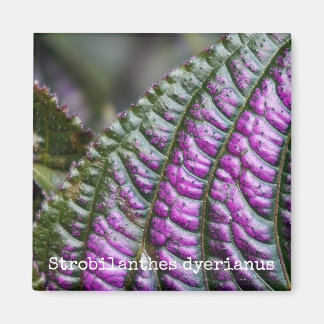 Persian Shield Botanical Magnet