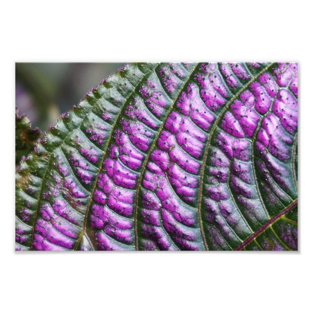 Persian Shield Photo Print (Front)