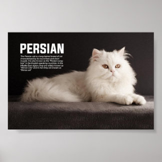 Persian/Shirazi Cat Breed Poster