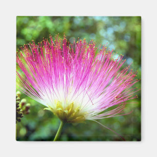 Persian Silk Tree Flower Magnet