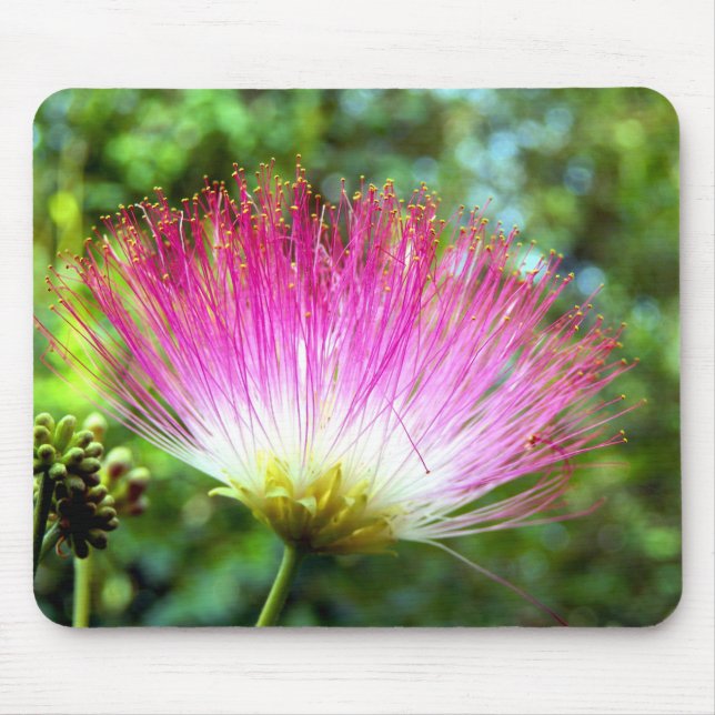 Persian Silk Tree Flower Mouse Mat (Front)