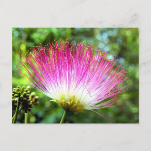 Persian Silk Tree Flower Postcard