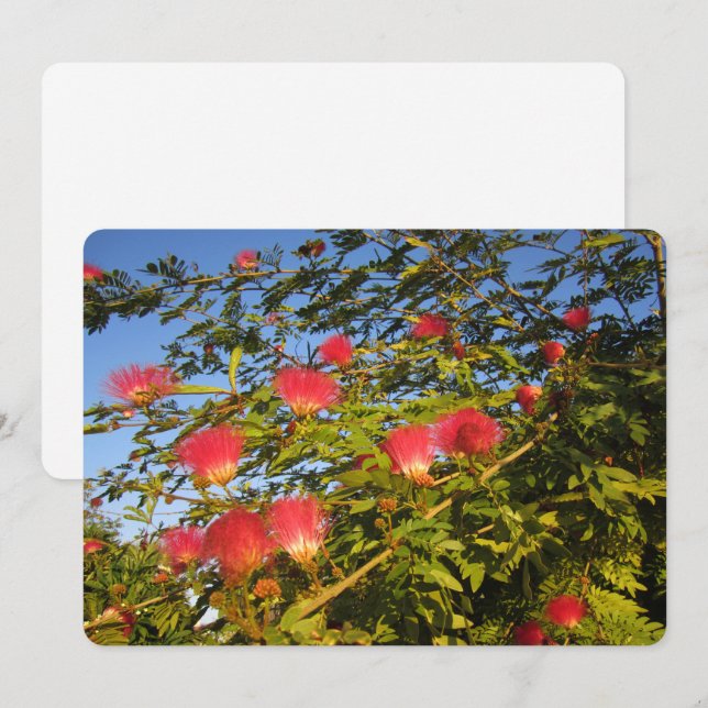 Persian Silk Tree Holiday Card (Front/Back)