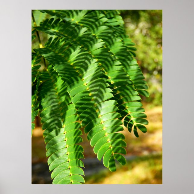 Persian Silk Tree Leaves Poster (Front)