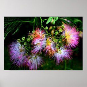 Persian Silk Tree (Mimosa) in full bloom Poster