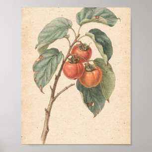Persimmon Branch with Ripe Fruit Botanical Art Poster