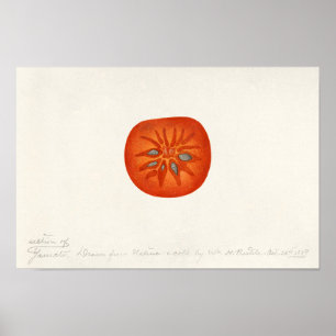 Persimmon (Diospyros) Fruit Watercolor Painting Poster