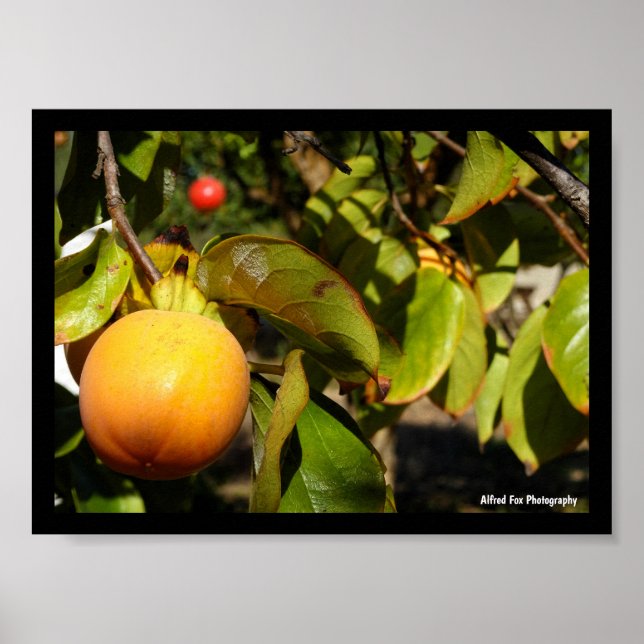 Persimmon Fruit in Tree Poster (Front)