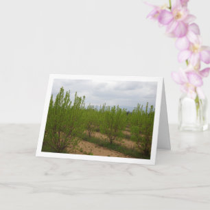 Persimmon Trees in Spring Card