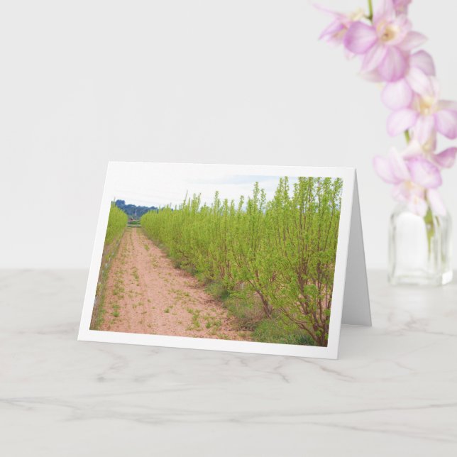 Persimmon Trees in Spring Card (Orchid)