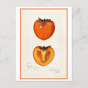 Persimmon Vintage Botanical Illustration Postcard