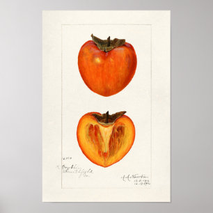 Persimmons Fruit Watercolor Painting Poster