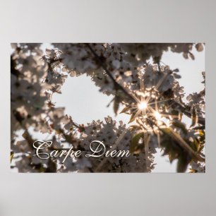 Personal Carpe Diem shiny apple tree blossoms Poster