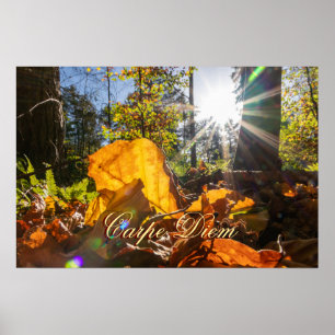 Personal Carpe Diem shiny colourful leaves forest Poster