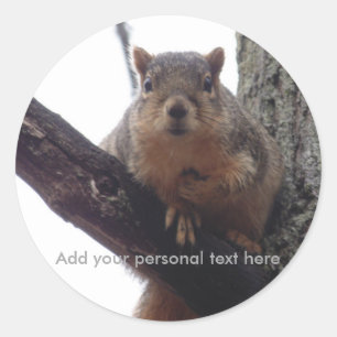 Personal squirrel sticker
