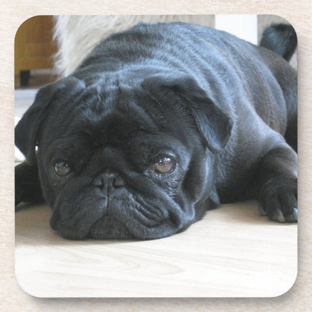 Personalise cute black Pug Puppy accessories name Coaster (Front)