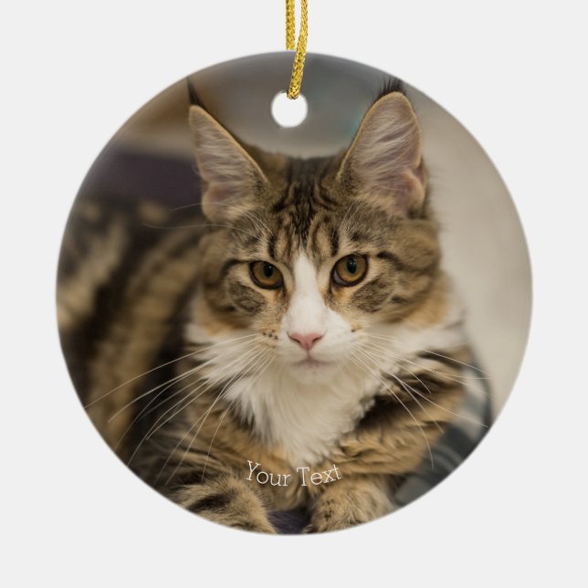 Personalise Cute Maine Coon kitten straight look Ceramic Ornament (Front)
