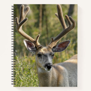 Personalise Name Mule Deer Spiral Notebook