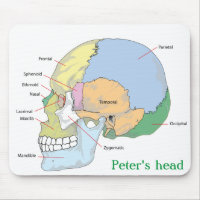 Personalise Skull Anatomy